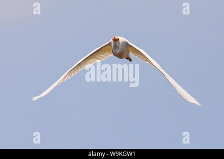 Kopf auf Schuß eines Kuhreiher (Bubulcus ibis) im Flug Stockfoto