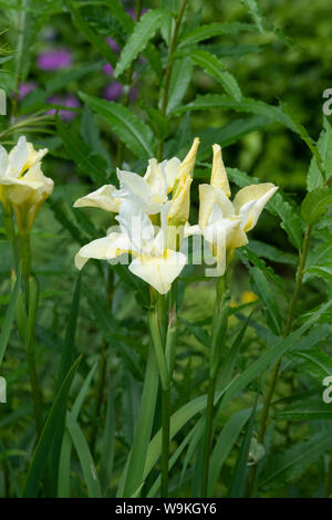 Iris pumila "Butter und Zucker". Iris' Butter und Zucker". Sibirische iris Stockfoto