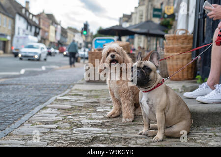 Französische Bulldogge und Cockapoo sitzen auf der Straße in Burford, Cotswolds, Oxfordshire, England Stockfoto