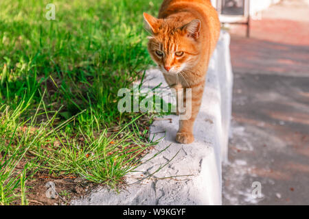 Schöne rote Katze mit gelben Augen steht im Gras an einem sonnigen Tag Stockfoto