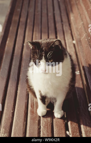 Die schwarze Katze mit weißen Pfoten ruht auf dem alten Holz Werkbank im Sonnenlicht Stockfoto