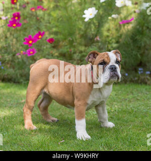 Bulldogge Welpen Stockfoto