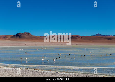 Rosa Flamingos in Altiplanic Lagune in der Hochebene Boliviens mit der Anden im Hintergrund, ein beliebter Zwischenstopp auf dem Roadtrip nach Uyuni Stockfoto