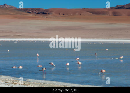 Rosa Flamingos in Altiplanic Lagune in der Hochebene Boliviens mit der Anden im Hintergrund, ein beliebter Zwischenstopp auf dem Roadtrip nach Uyuni Stockfoto