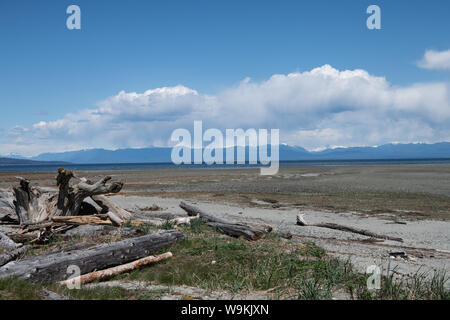 treibholz auf der Landstraße auf Vancouver Island, British Columbia, Kanada Stockfoto