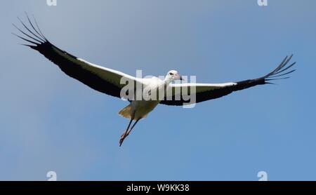 In Gefangenschaft aufgezogen juvenile Weißstorch (Ciconia ciconia) im Flug über die Knepp Immobilien bald nach der Freigabe, Sussex, UK, August 2019. Stockfoto