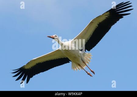 In Gefangenschaft aufgezogen juvenile Weißstorch (Ciconia ciconia) im Flug über die Knepp Immobilien bald nach der Freigabe, Sussex, UK, August 2019. Stockfoto