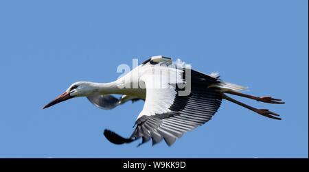 In Gefangenschaft aufgezogen juvenile Weißstorch (Ciconia ciconia) mit einem GPS-Tracker auf dem Rücken im Flug über die Knepp Immobilien bald nach der Freigabe, Sussex, UK, A Stockfoto