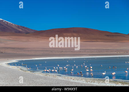 Rosa Flamingos in Altiplanic Lagune in der Hochebene Boliviens mit der Anden im Hintergrund, ein beliebter Zwischenstopp auf dem Roadtrip nach Uyuni Stockfoto