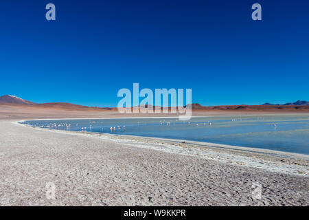 Rosa Flamingos in Altiplanic Lagune in der Hochebene Boliviens mit der Anden im Hintergrund, ein beliebter Zwischenstopp auf dem Roadtrip nach Uyuni Stockfoto