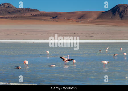 Rosa Flamingos in Altiplanic Lagune in der Hochebene Boliviens mit der Anden im Hintergrund, ein beliebter Zwischenstopp auf dem Roadtrip nach Uyuni Stockfoto