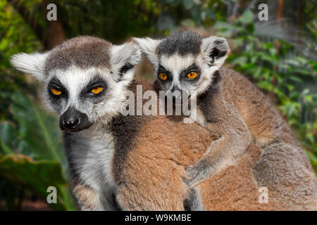 Ring-tailed Lemur (Lemur catta) Weibchen mit Jungen auf dem Rücken in den Wald, Primas native auf Madagaskar, Afrika Stockfoto