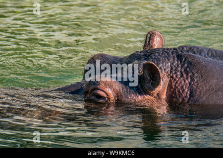 In der Nähe von schwimmenden gemeinsame Flusspferd/ hippo (Hippopotamus amphibius) in See Stockfoto