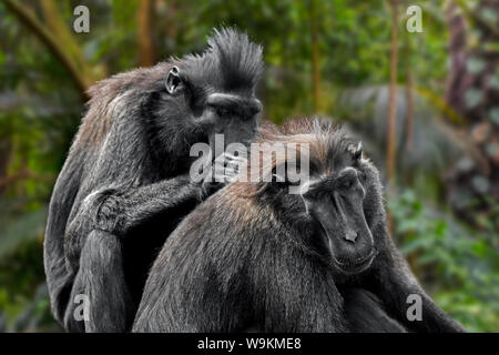 Celebes crested macaque/Crested schwarzen Makaken (Macaca nigra) pflegen und entlausung Mitglied der Gruppe, die in der indonesischen Insel Sulawesi Stockfoto