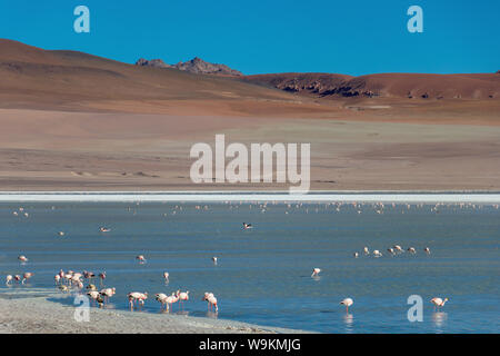 Rosa Flamingos in Altiplanic Lagune in der Hochebene Boliviens mit der Anden im Hintergrund, ein beliebter Zwischenstopp auf dem Roadtrip nach Uyuni Stockfoto