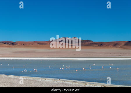 Rosa Flamingos in Altiplanic Lagune in der Hochebene Boliviens mit der Anden im Hintergrund, ein beliebter Zwischenstopp auf dem Roadtrip nach Uyuni Stockfoto