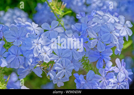 Blau Plumbago (Plumbago Auriculata) anders benannte Kap Plumbago oder Cape leadwort. Stockfoto