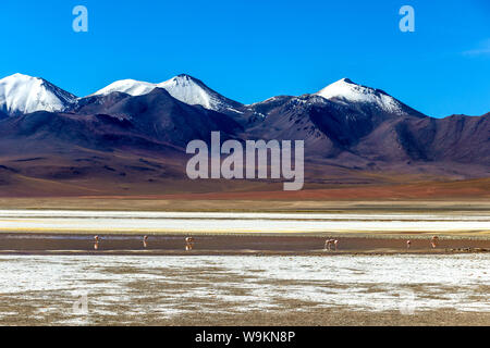 Rosa Flamingos in Altiplanic Lagune in der Hochebene Boliviens mit der Anden im Hintergrund, ein beliebter Zwischenstopp auf dem Roadtrip nach Uyuni Stockfoto