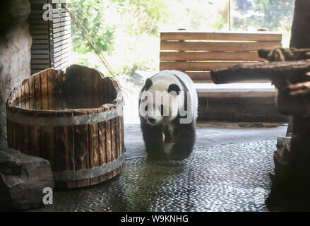 Berlin. 14 Aug, 2019. Foto am 12.08.14, 2019 zeigt, panda Meng Meng im Zoo Berlin in Berlin, Hauptstadt der Bundesrepublik Deutschland. Der Zoo Berlin ist immer bereit ein oder zwei neugeborene panda Jungen als Experten begrüßen zu sagen, es ist sehr wahrscheinlich, dass die 6-jährige panda Meng Meng schwanger ist. Credit: Shan Yuqi/Xinhua/Alamy leben Nachrichten Stockfoto