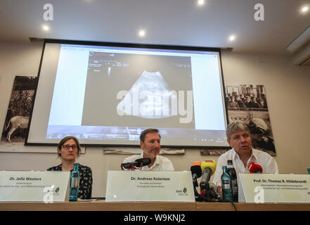 Berlin, Deutschland. 14 Aug, 2019. Direktor des Zoo Berlin Andreas Knieriem (C) und Experten aus dem Deutschland Leibniz-Institut für Zoo- und Wildtierforschung nehmen an einer Pressekonferenz im Zoo Berlin in Berlin, Hauptstadt der Bundesrepublik Deutschland, am 12.08.14., 2019. Der Zoo Berlin ist immer bereit ein oder zwei neugeborene panda Jungen als Experten begrüßen zu sagen, es ist sehr wahrscheinlich, dass die 6-jährige panda Meng Meng schwanger ist. Credit: Shan Yuqi/Xinhua/Alamy leben Nachrichten Stockfoto