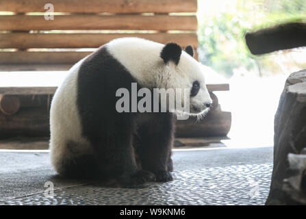 Berlin. 14 Aug, 2019. Foto am 12.08.14, 2019 zeigt, panda Meng Meng im Zoo Berlin in Berlin, Hauptstadt der Bundesrepublik Deutschland. Der Zoo Berlin ist immer bereit ein oder zwei neugeborene panda Jungen als Experten begrüßen zu sagen, es ist sehr wahrscheinlich, dass die 6-jährige panda Meng Meng schwanger ist. Credit: Shan Yuqi/Xinhua/Alamy leben Nachrichten Stockfoto