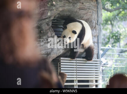 Berlin, Deutschland. 14 Aug, 2019. Panda Meng Meng spielt im Zoo Berlin in Berlin, Hauptstadt der Bundesrepublik Deutschland, am 12.08.14., 2019. Der Zoo Berlin ist immer bereit ein oder zwei neugeborene panda Jungen als Experten begrüßen zu sagen, es ist sehr wahrscheinlich, dass die 6-jährige panda Meng Meng schwanger ist. Credit: Shan Yuqi/Xinhua/Alamy leben Nachrichten Stockfoto