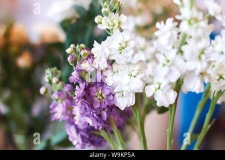Nahaufnahme, Porträt der schönen weißen und violetten Blüten, unscharfen Hintergrund, Studio erschossen. Schönheit Stockfoto