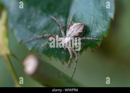 Crab Spider, Philodromus dispar, weiblichen Jagd auf einen Rosenbusch, Nottinghamshire, Juni Stockfoto