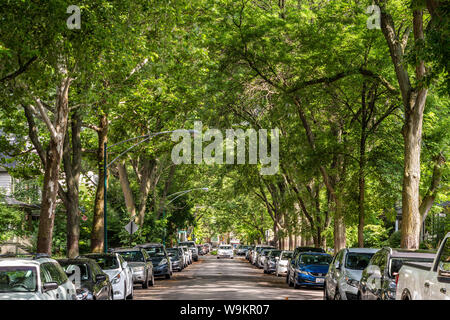 Mit Bäumen gesäumten Straße in der Lakewood Balmoral Nachbarschaft Stockfoto