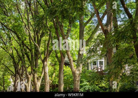 Mit Bäumen gesäumten Straße in der Lakewood Balmoral Nachbarschaft Stockfoto