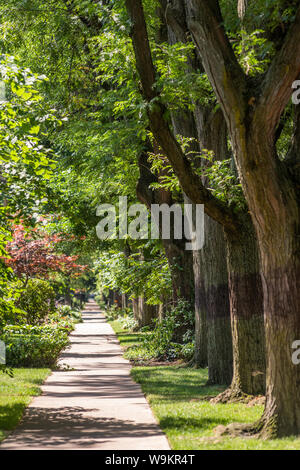 Mit Bäumen gesäumten Straße in der Lakewood Balmoral Nachbarschaft Stockfoto