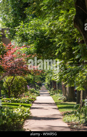 Mit Bäumen gesäumten Straße in der Lakewood Balmoral Nachbarschaft Stockfoto