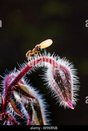 Garten Ant Durchführung Es ist ei einem Schaft. Stockfoto