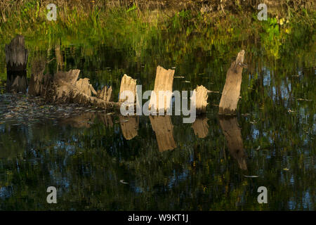 Herbst Fluss mit den Resten der alten hölzernen Pfähle aus der Wasser vor dem Hintergrund der Reflexion der Ufer Stockfoto