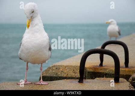 Dorchester, Dorset. 14. August 2019. Es ist sehr nass in Weymouth und selbst diese Möwe sieht wie er mit nassen Füßen zugeführt. Credit: stuart Hartmut Ost/Alamy leben Nachrichten Stockfoto