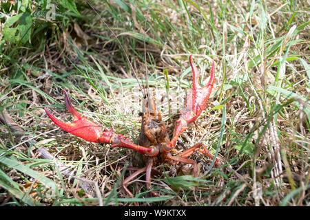 Red Swamp Crayfish, Procambarus clarkii, invasive Flusskrebse in London, Regents Canal, August Stockfoto