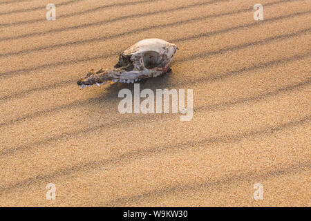 Tierischen Schädel auf dem Sand, Aussterben Konzept Stockfoto