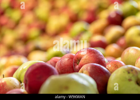 Reife äpfel Fallen gegen glühende verschwommenen Hintergrund in der Saison Herbst Stockfoto
