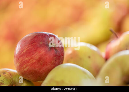 Reife äpfel Fallen gegen glühende verschwommenen Hintergrund in der Saison Herbst Stockfoto