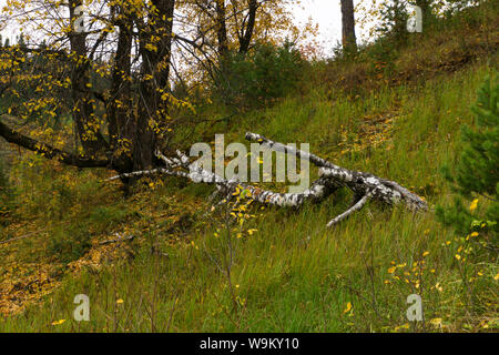 Herbst traurig natürlichen Landschaft, ein Fallen der Blätter auf dem Hang eines wilden Hügel, umgestürzte Birke Stockfoto