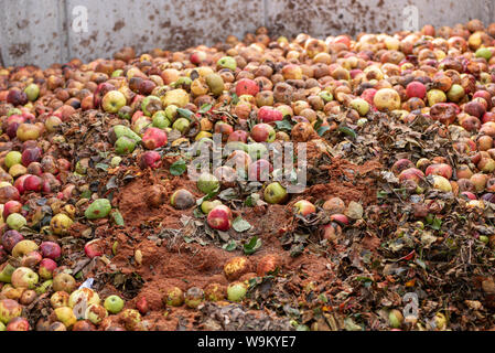 Morsch und zerschlagene Äpfel Kompost nach der Ernte. Stockfoto