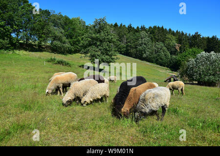 Ein paar Schafe verschiedener Rassen und Farben grasen in einer Wiese. Landkreis Cham, Oberpfalz, Bayern, Deutschland. Stockfoto