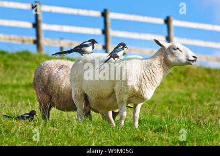Elstern auf Schafe sitzen zurück Stockfoto