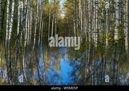 Surreale Landschaft mit Herbst birch Grove in ein unscharfer Spiegel Oberfläche reflektiert Stockfoto