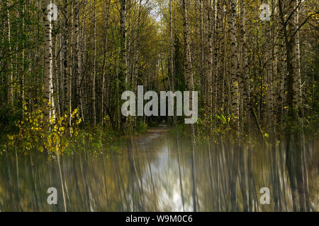 Surreale Landschaft mit Herbst birch Grove in ein unscharfer Spiegel Oberfläche reflektiert Stockfoto