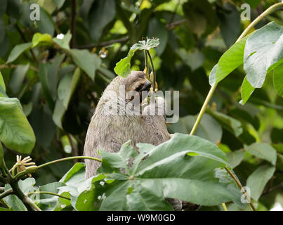 Drei-toed sloth, Braun - Drei toed Sloth throated, Bradypus variegatus, Manuel Antonio Nationalpark, CR Stockfoto