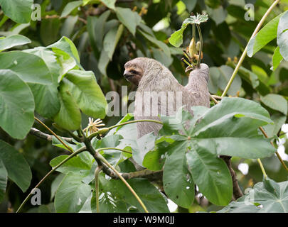 Drei-toed sloth, Braun - Drei toed Sloth throated, Bradypus variegatus, Manuel Antonio Nationalpark, CR Stockfoto