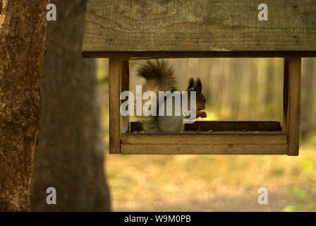 Red eurasischen Eichhörnchen sitzt und isst in einem einfachen Holz- Bird Feeder Stockfoto