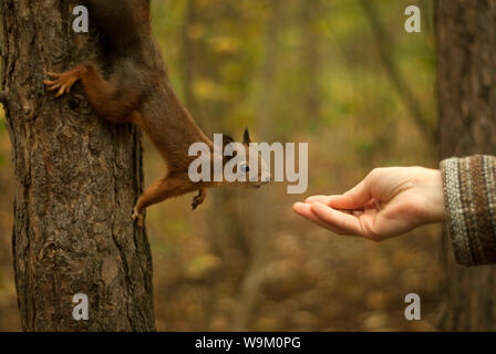 Junge rote eurasischen Eichhörnchen sitzt auf einem Baum neugierig erreichen Für die Hand der Frau Stockfoto
