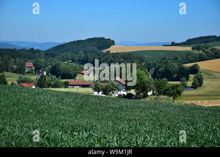 Eine kleine Stadt in Bayern im Sommer. Ein maisfeld vor, ein paar Häuser im Hintergrund. Gemeinde Traitsching, Landkreis Cham, Uppe Stockfoto